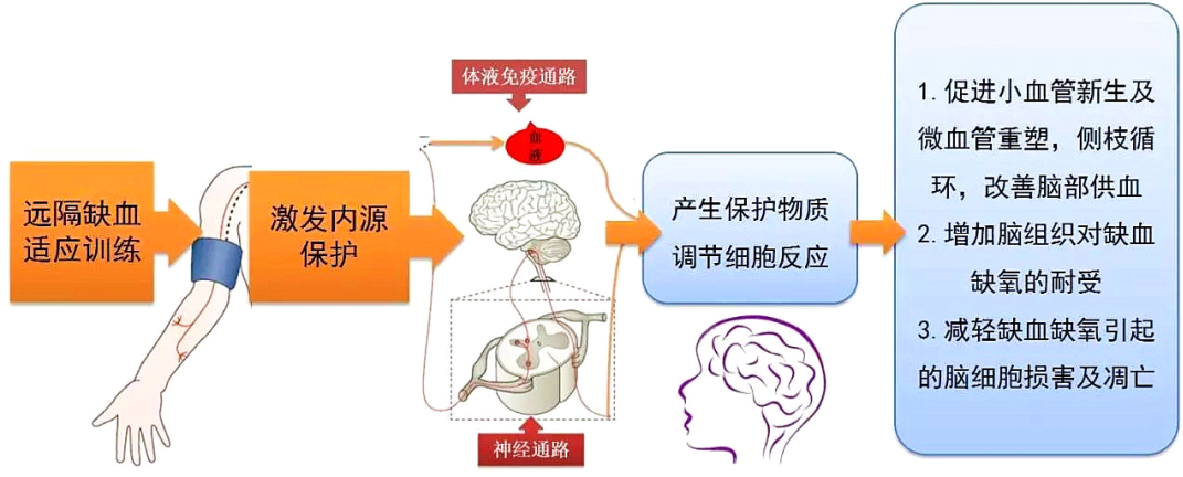 缺血.png